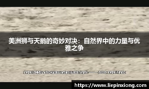 美洲狮与天鹅的奇妙对决：自然界中的力量与优雅之争
